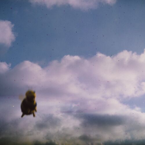 Stung! by Pond